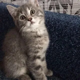Коты в три месяца
