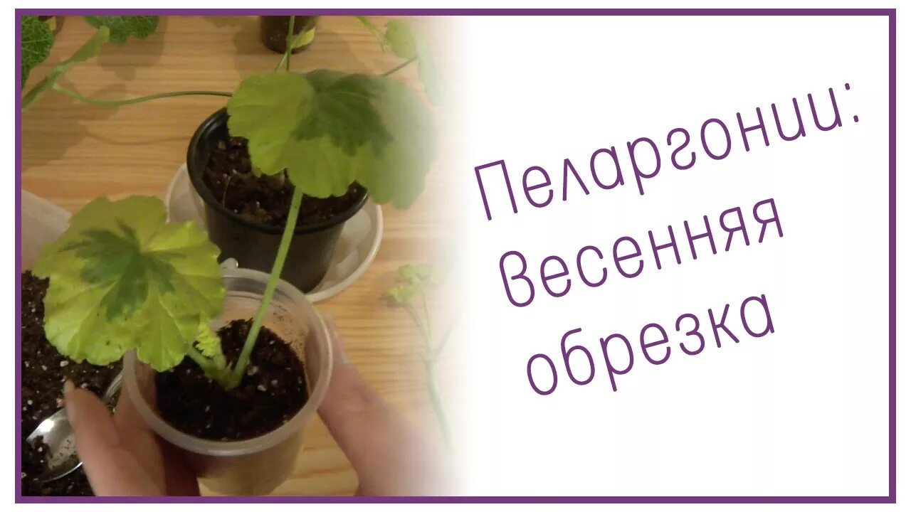 Обрезка пеларгонии. Весенняя обрезка пеларгонии. Обрезка герани весной для пышного цветения. Герань надо обрезать весной. Как обрезать цветущую герань