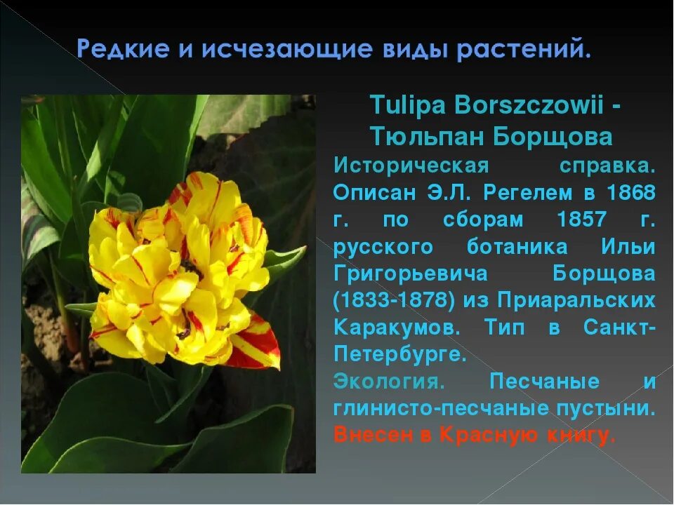 Исчезающие растения красноярского края. Сообщение о вымерших растениях. Сообщение о вымерших растениях. Причины вымирания покрытосеменных растений. Растения казахстана занесенные в красную книгу.