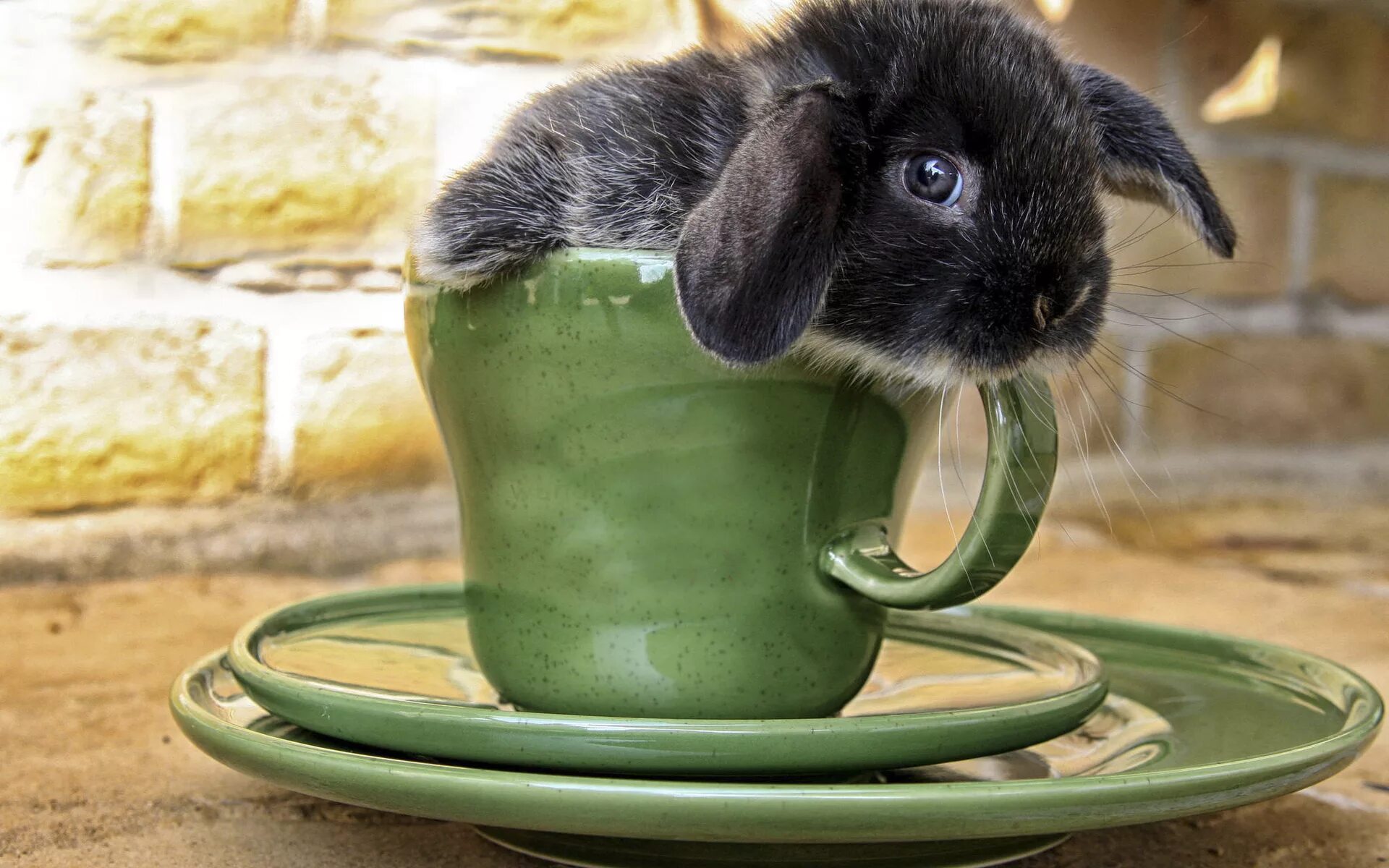 Rabbit cup. Кролик. Милые домашние животные. Доброе утро кролик. Веселые животные.
