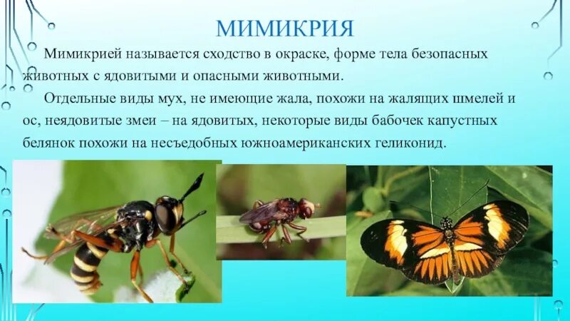 Мимикрия это в биологии. Мимикрия примеры животных. Виды мимикрии у животных. Мимикрия адаптация.