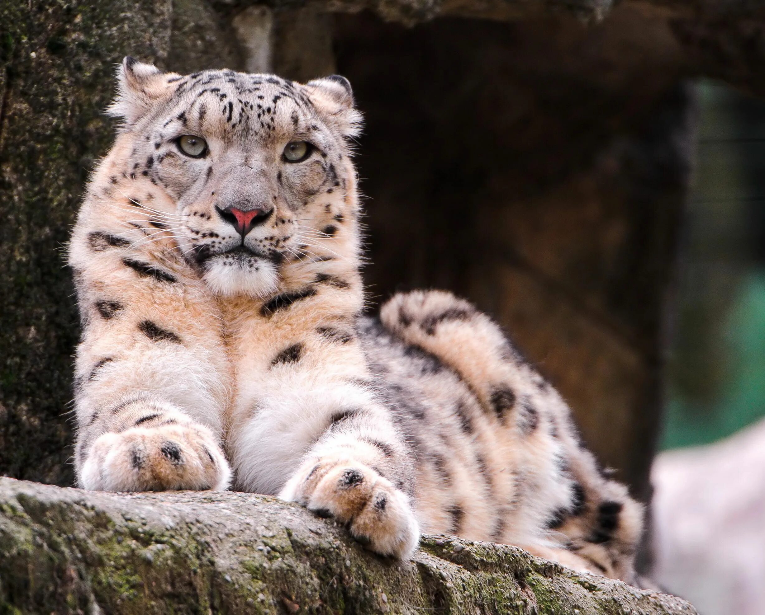 Снежный Барс Ирбис. Саблезубый снежный Барс. Илбирс снежный Барс. Снежный Барс леопард Snow Leopard Ирбис. Самые красивые звери