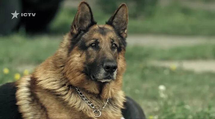 пес 4 в бесплатном качестве