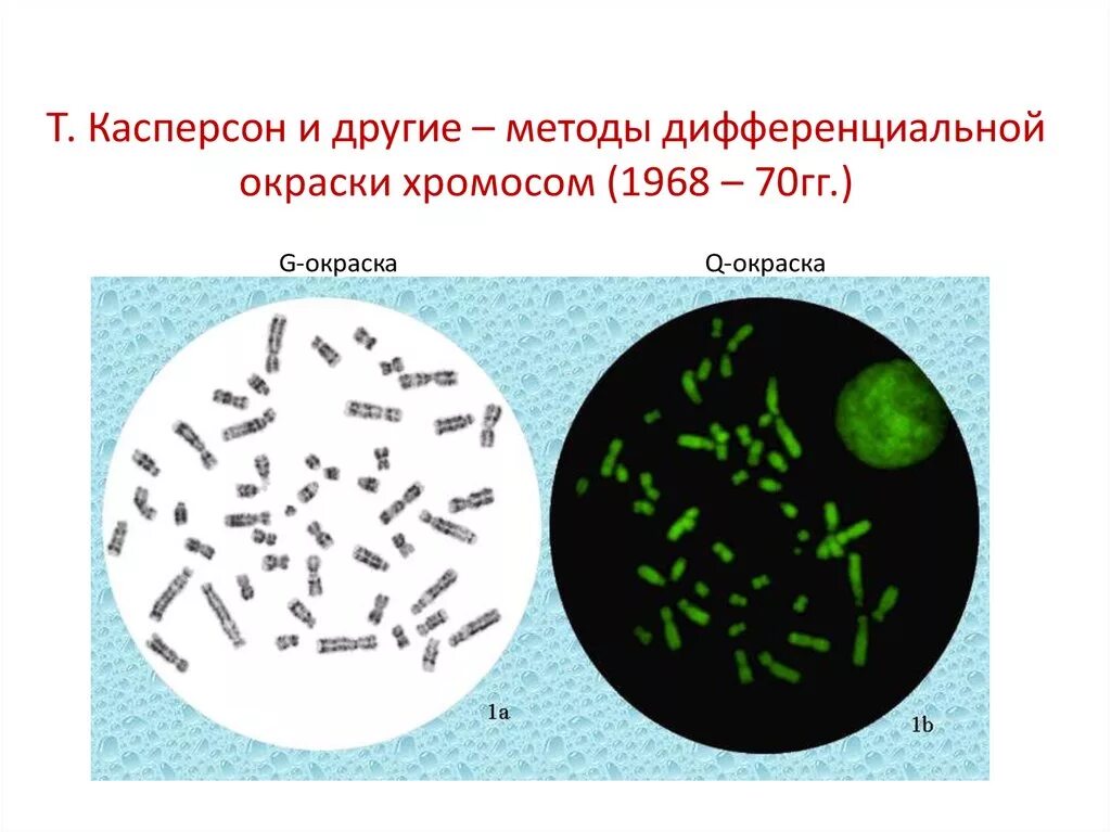 Дифференциальное окрашивание. Дифференциальной окраски. Цитогенетические методы дифференциальное окрашивание хромосом. Метод дифференциальных окрасок. Дифференциальная окраска хромосом.