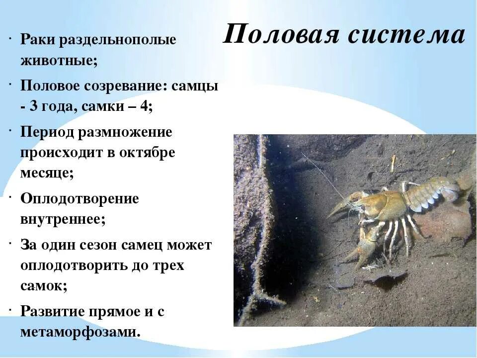 Половая система речного рака - MosRosa.ru