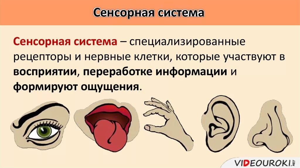 Восприятие сенсорной информации. Сенсорная система. Органы сенсорной системы. Сенсорные системы рисунок. Понятие о сенсорных системах.