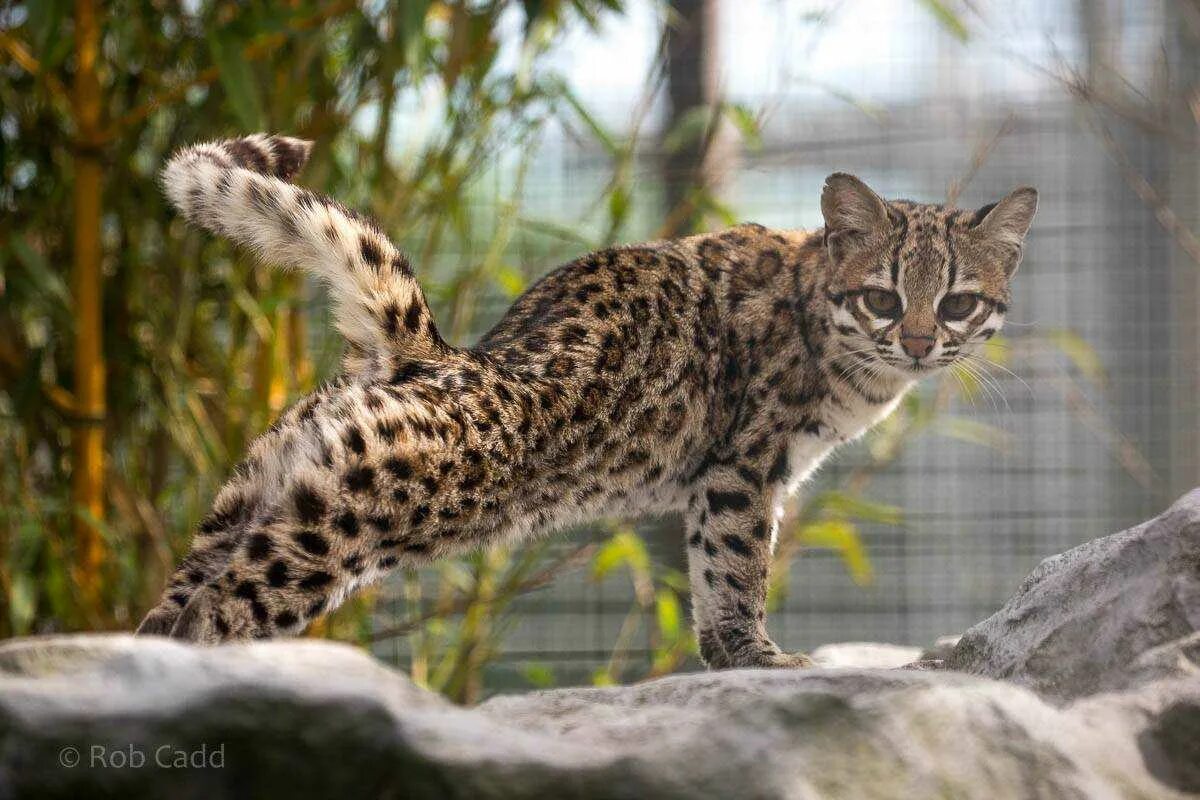 Маргаи кошки. Онцилла. Онцилла кошка. Онцилла Маргай. Leopardus tigrinus.