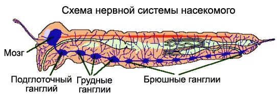 Кровообращение у насекомых. Строение нервной системы насекомых. Узловая нервная система насекомых. Класс насекомые нервная система. Нервная система насекомых схема.