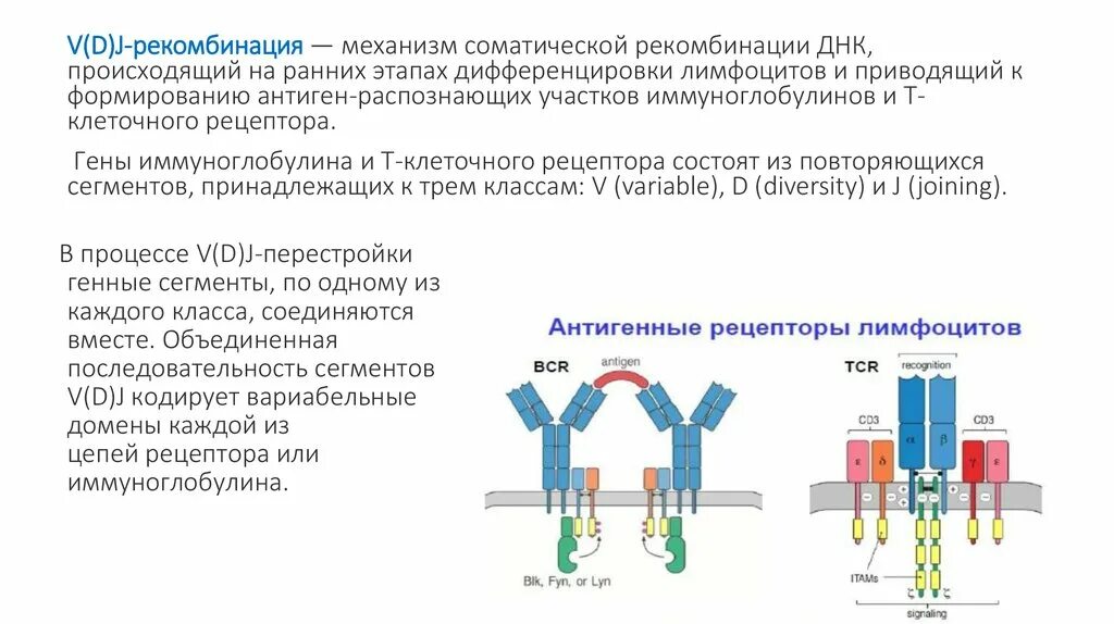 Гены иммуноглобулинов. Гены т клеточного рецептора. Перестройка генов тяжелой цепи иммуноглобулинов. Гены, кодирующие в-клеточный Рецептор.. Механизм соматической рекомбинации.