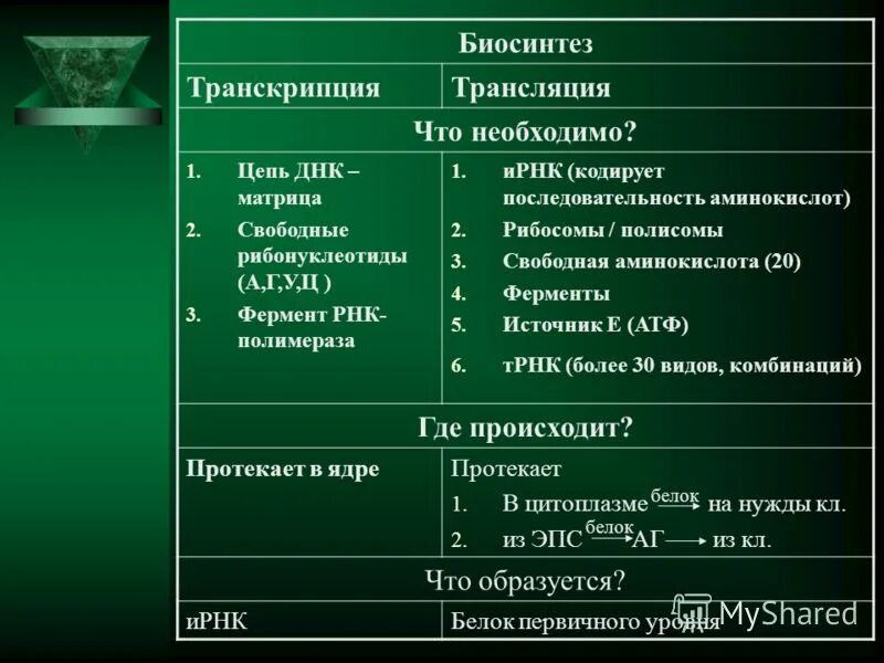 Типы биосинтеза. Транскрипция и трансляция. Этапы транскрипции и трансляции. Сравнение транскрипции и трансляции. Этапы транскрипции и траснялуии.