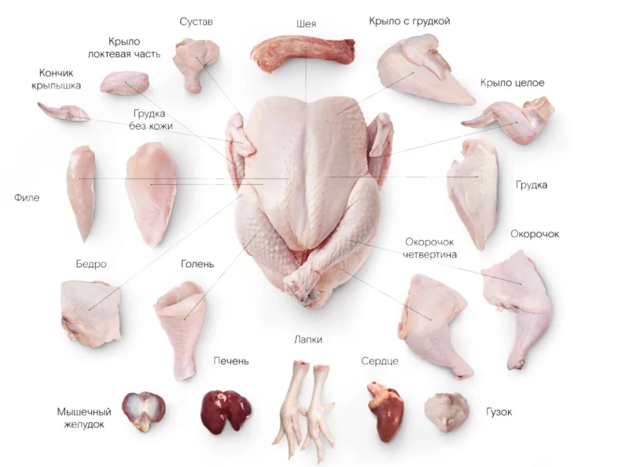 Какие части курицы. Схема разделки мяса птицы. Схема разделки индюшки. Технология производства полуфабрикатов из мяса птицы. Мясо индейки схема разделки.