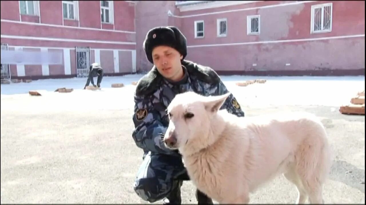 Кинология и предпринимательства барнаул. Кинолог барнаул. алтайский кинологический колледж. колледж кинологии барнаул.