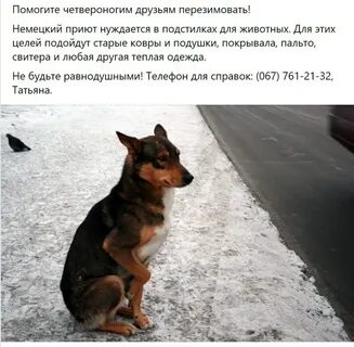 Пса не было дома