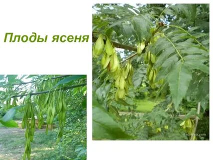 Плоды ясеня фото окружающий мир