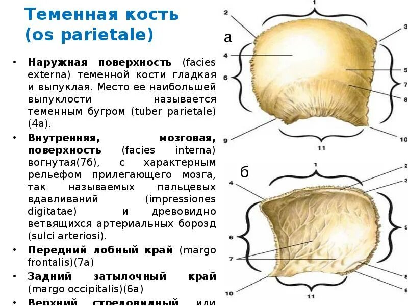 Теменная и затылочная кости тип соединения. Кости черепа теменная кость анатомия. Теменная кость анатомия строение. Кости черепа теменная кость снаружи. Теменной бугор анатомия.