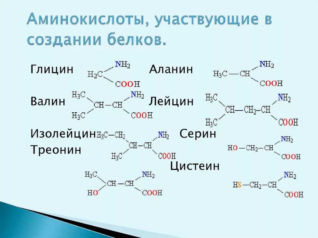 Количество белковых аминокислот. Глицин аланин Валин лейцин. Глицил-Анил-валил-лейцин. Глицин плюс цистеин. Глицин аланин цистеин серин лейцин Валин изолейцин треонин.