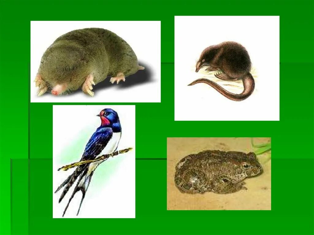 Объясните роль растительноядных и насекомоядных птиц. Птицы Насекомоядные и растительноядные. Насекомоядные животные. Насекомоядные животные 3 класс окружающий мир. Насекомоядные животные примеры 3 класс.