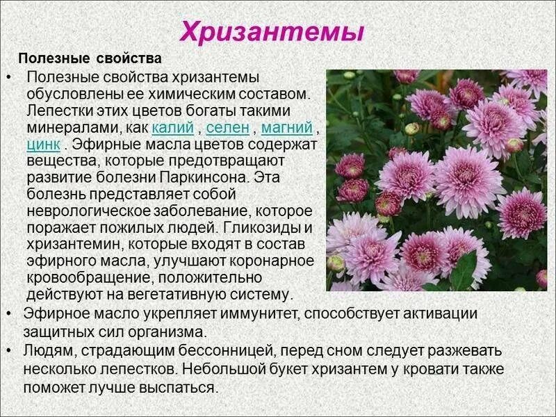 Описание цветка хризантема. Характеристика хризантемы. Хризантема георгиновидная. Сложноцветные хризантема. Поверья и легенды об осенних цветах.
