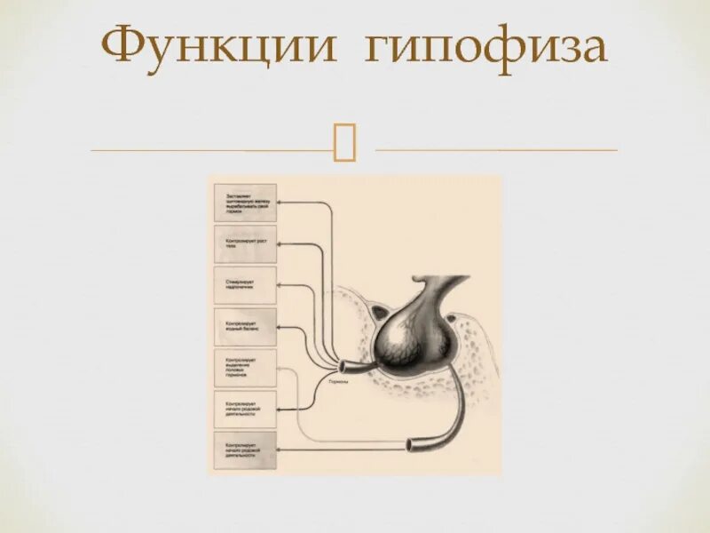 Гипофиз роста. Гипофиз функции. Гипофиз строение. Функционирование гипофиза.