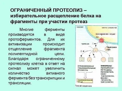 Ферменты протеолиза