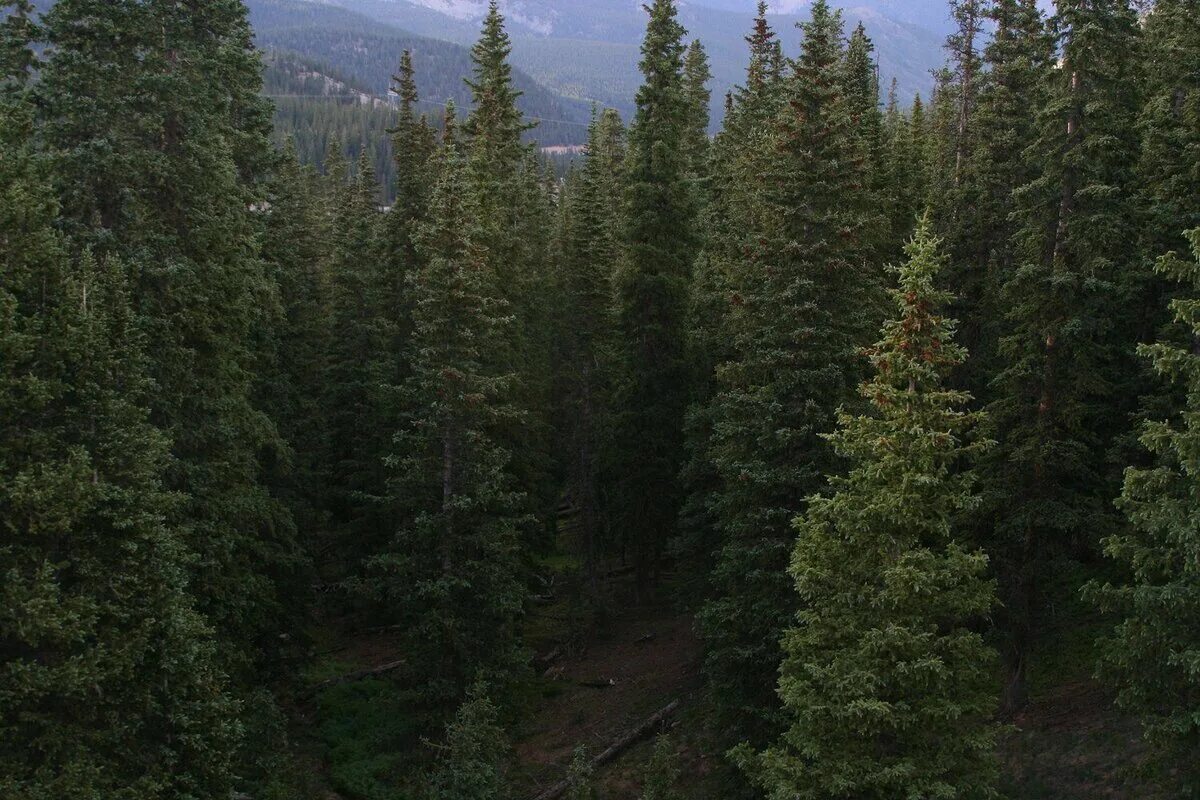 Темнохвойная тайга западной сибири. Тайга западной сибири урманы. Типичный облик тайги. Умеренный пояс евразии природные зоны. Типичный облик тайги.