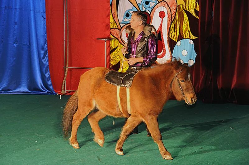 Лошади в цирке. Дрессировщик лошадей. Как выглядит пони из цирка. Кони и пони в цирке. Пони в цирке.