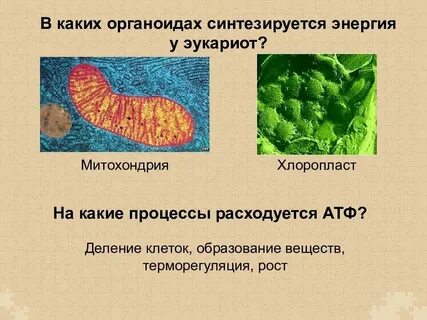 Органоид клетки для синтеза белка