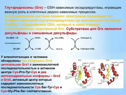 Кислород играющие важную роль в