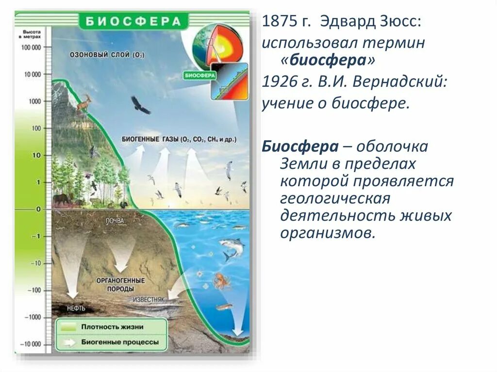 Биосфера земная оболочка земли. Структура биосферы. Биосфера земная оболочка. Биосфера, по Вернадскому, – земная оболочка,. Оболочки земли составляющие биосферу