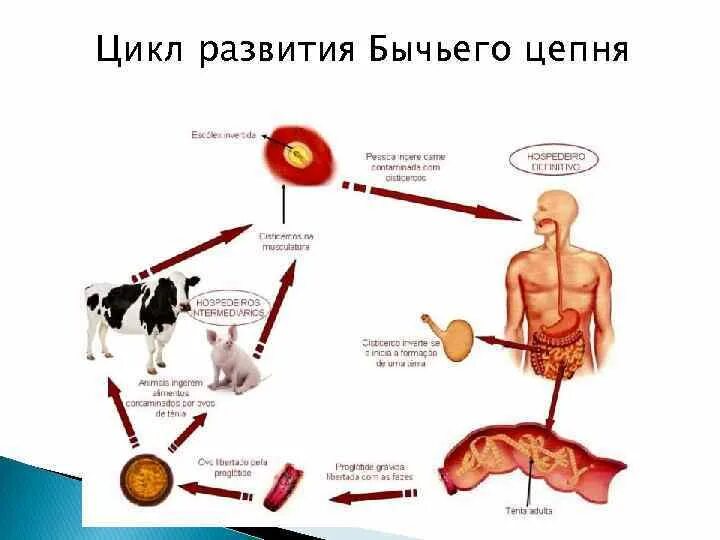 Жизненный цикл бычьего цепня начиная с яиц