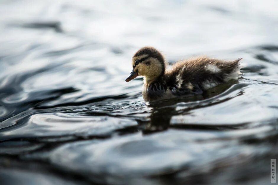 Many ducks. Many ducks