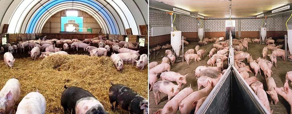 Канал свиньи как бизнес. Свиноводство. Поросята на доращивании. Поросята сосуны. Датская технология выращивания свиней.