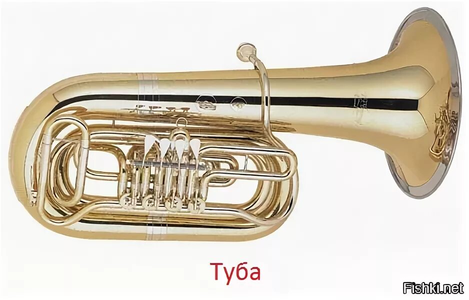 Где находится туба