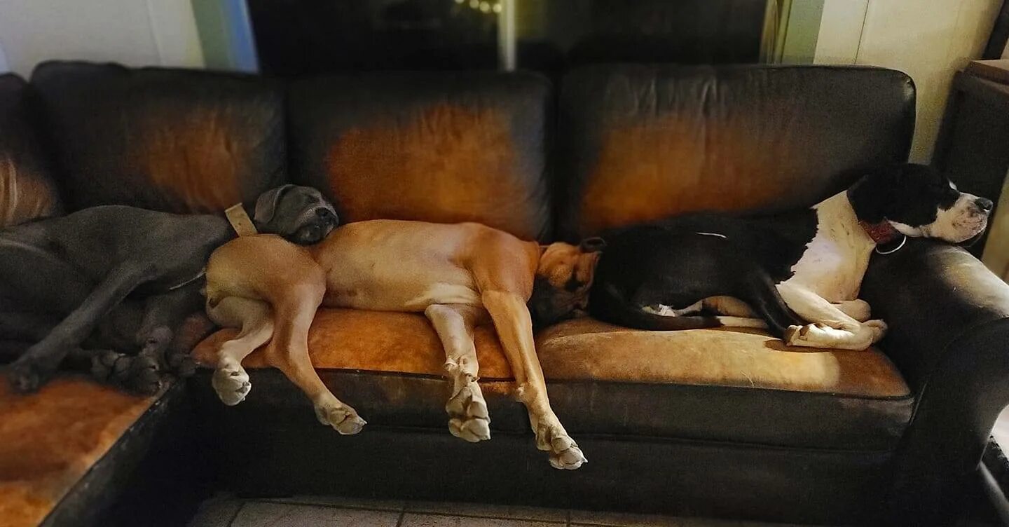 Спящие собаки.