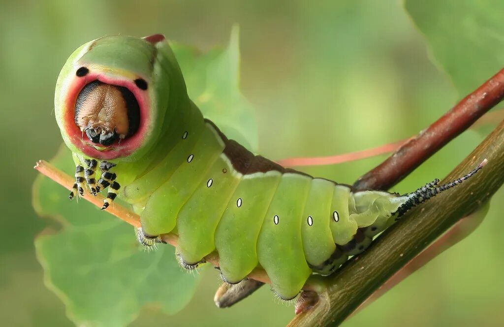 Коконопряд молочайный гусеница. Cecropia гусеница. Красный древоточец гусеница. Покажи фото гусениц. Волосатик коконопряд.