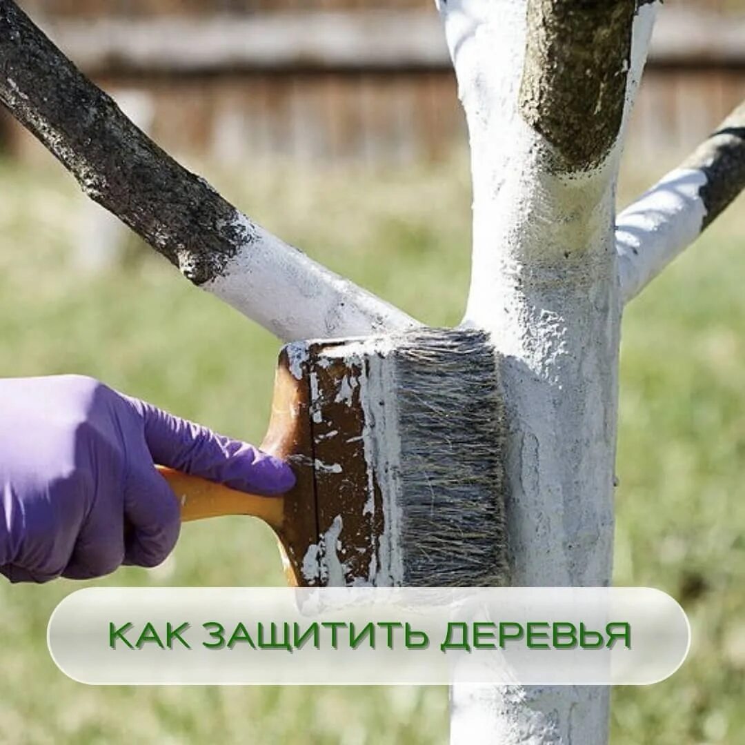 Садовая побелка для деревьев своими руками. Побелка деревьев. защита деревьев. побелка сада.