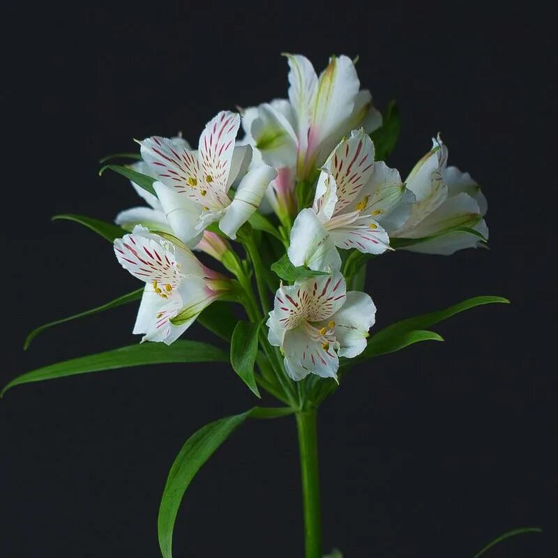 Как выглядят цветы альстромерии Alstroemeria Coco Light pink Flores vermelhas para casamento, Flores bonitas, Fl