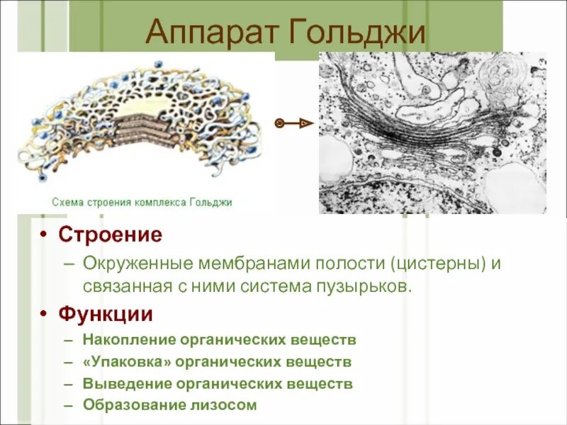 Формирование каких клеточных органоидов участвует аппарат гольджи. Аппарат Гольджи гистология функции. Схема строения комплекса Гольджи. Аппарат комплекс Гольджи строение и функции кратко.