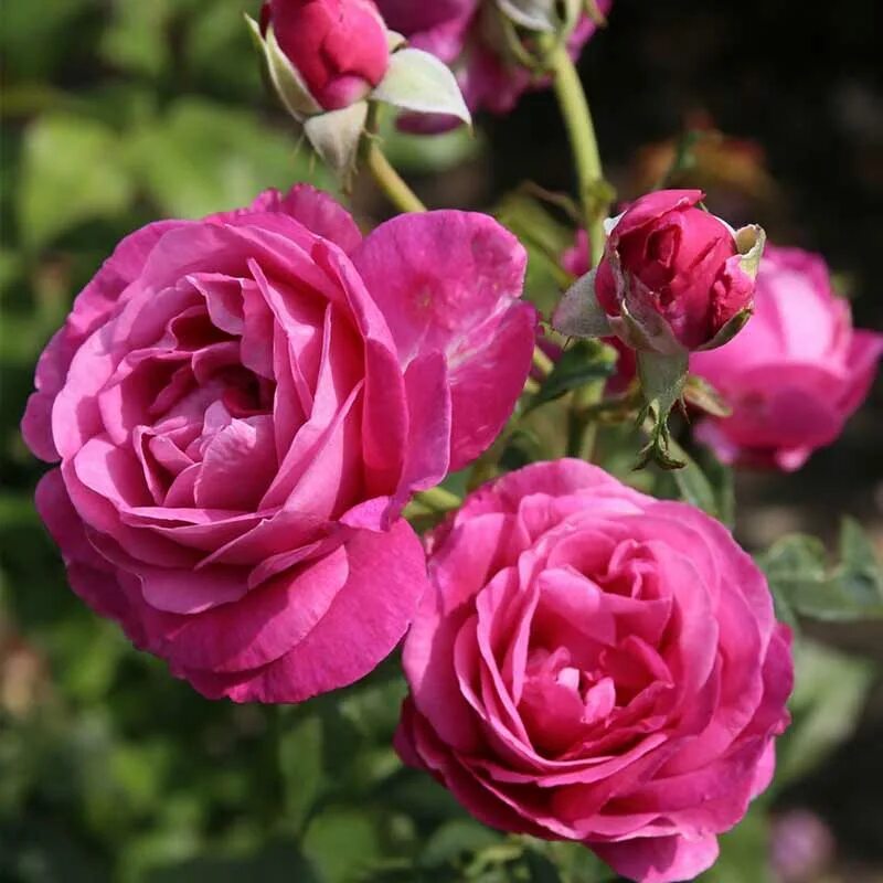 сорт розы кармен вюрт. Carmen würth роза. Carmen wurth роза. Carmen wurth роза. роза кордес кармен вюрт.