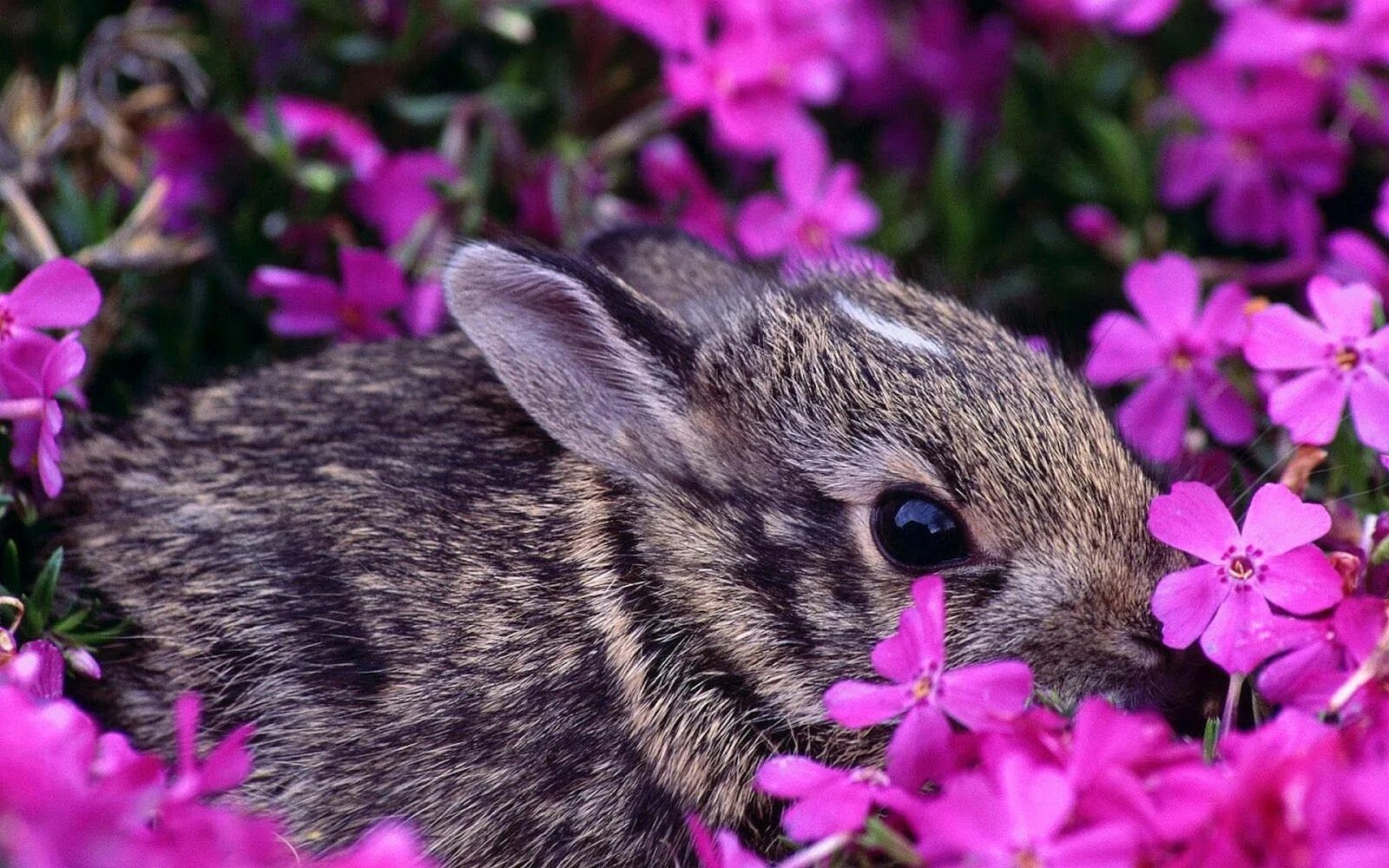 Spring animals
