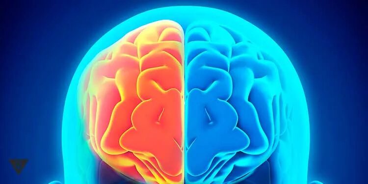 Левое полушарие мозга. Полушария мозга фото. Два полушария мозга. Повреждение правого полушария мозга.