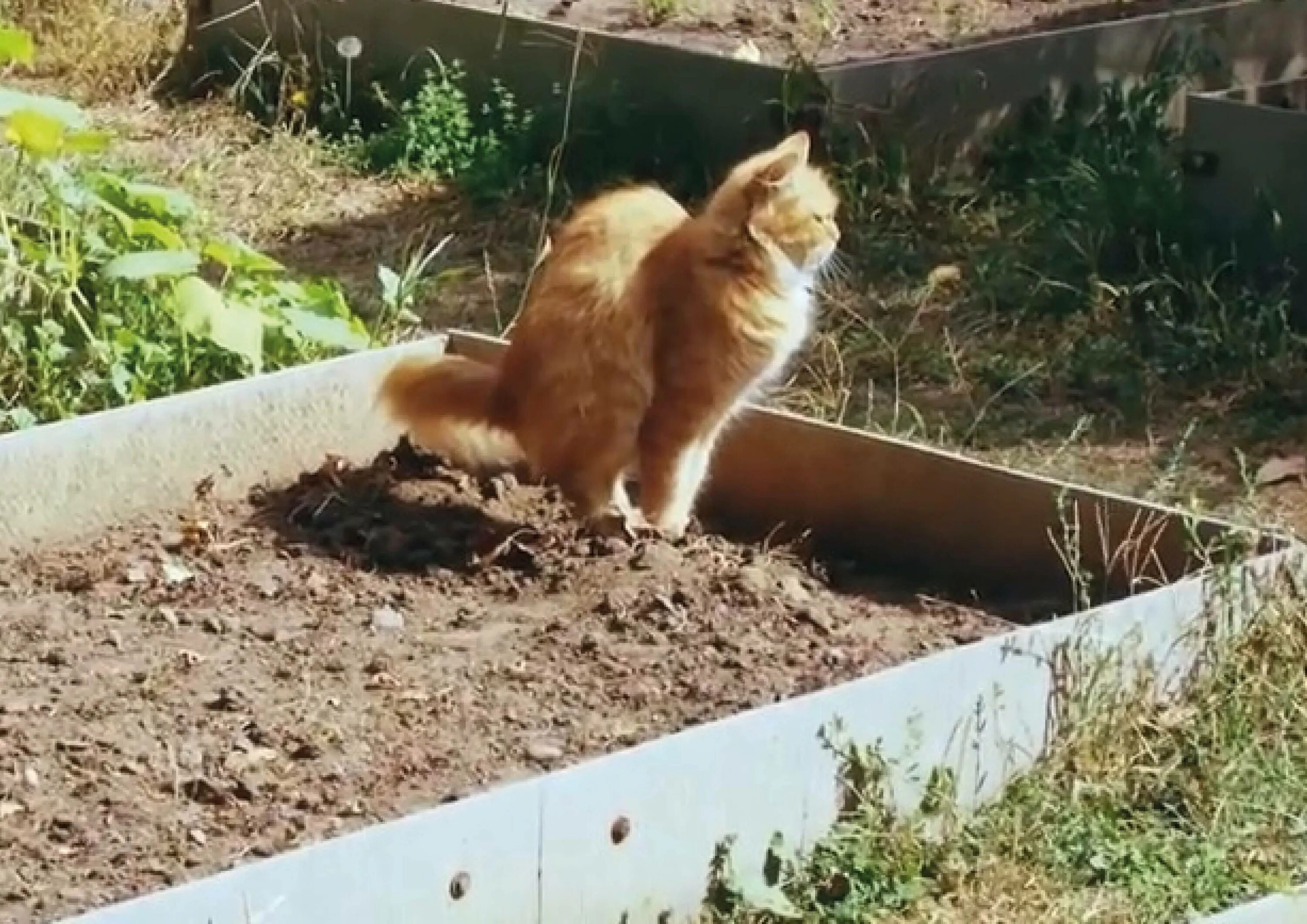 На наших участках живут. Кошка в огороде. Коты на грядке. Котик на даче. Кот в клумбе.