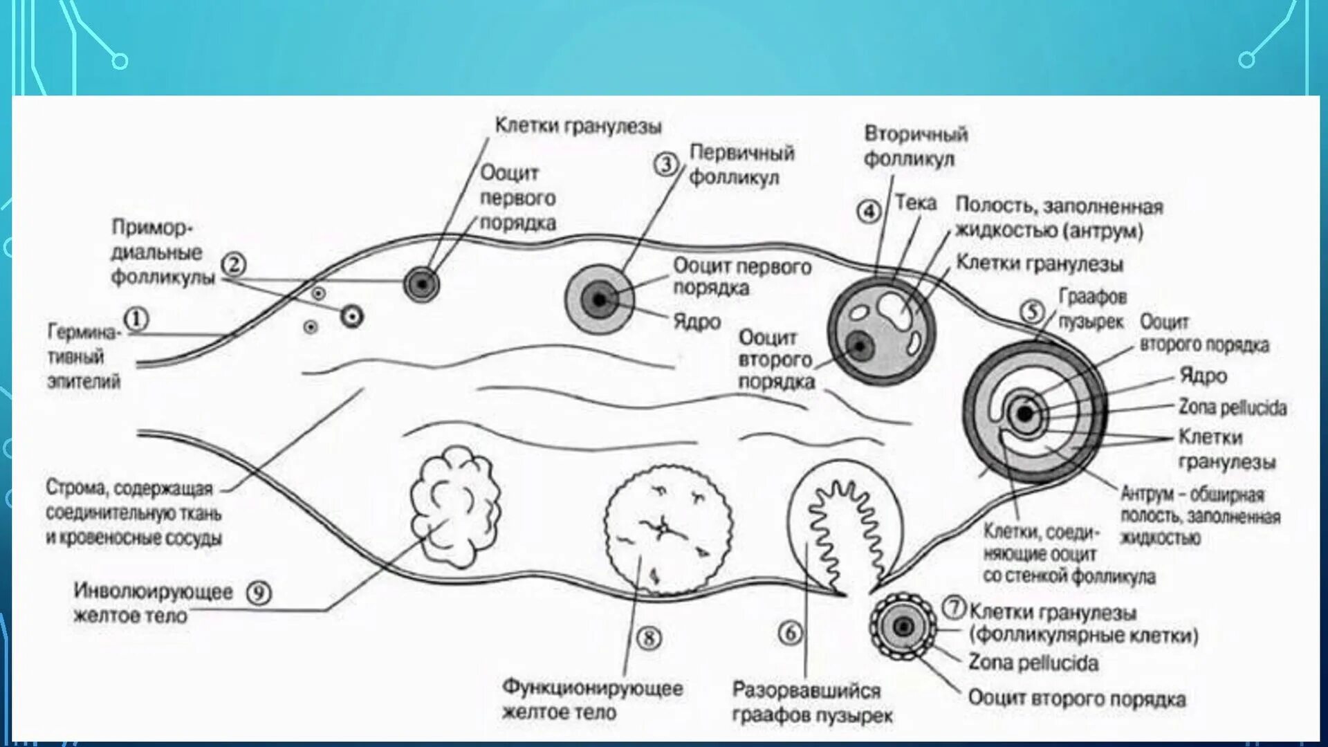 Где происходит образование яйцеклеток. Схема оплодотворения яйцеклетки. Схема созревания яйцеклетки в яичнике. Схема оплодотворения яйцеклетки у человека. Фазы оплодотворения схема.