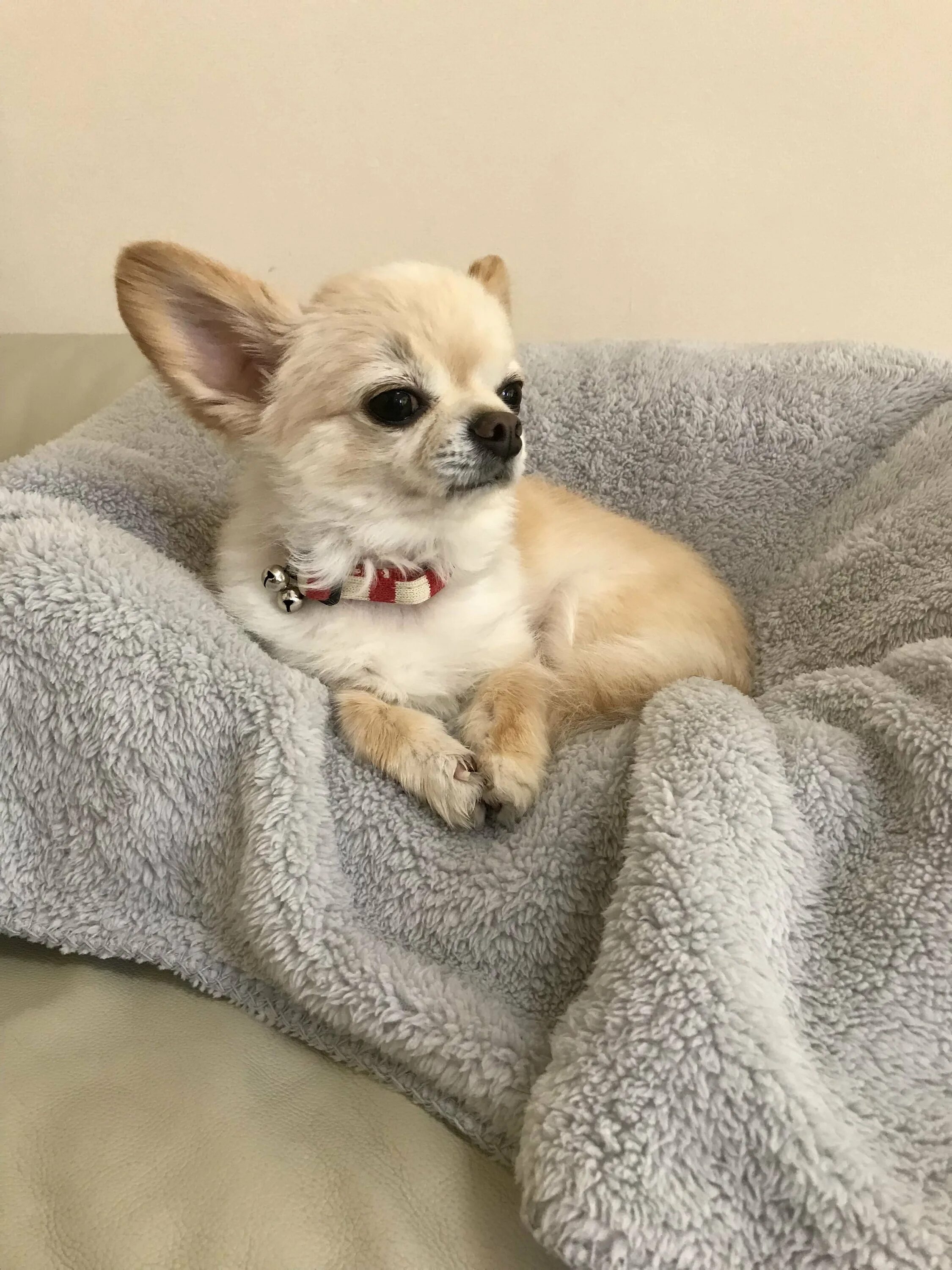 Собака чихуахуа. Чау хуа хуа. Домашнюю собаку чихуахуа. Порода собак чихуахуа чихуахуа. Королевский чихуахуа.