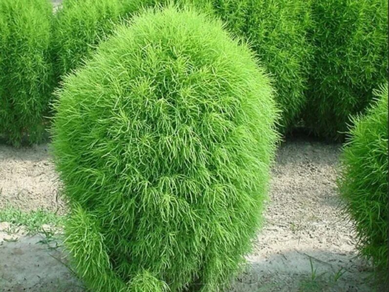 Пушистый куст. Скумпия cotinus. Кохия веничная и кипарис. Пушистый куст. Кохия веничная (kochia scoparia).