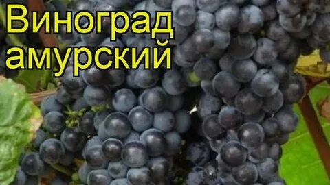 Виноград амурский описание