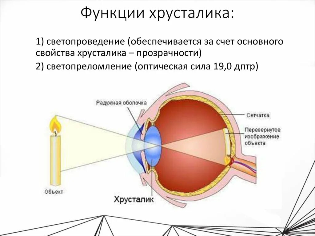 Когда после замены хрусталика восстанавливается зрение глаза. Хрусталики глаза строение глаза. Строение хрусталика глаза. Хрусталик строение и функции. Хрусталик глаза строение и функции.