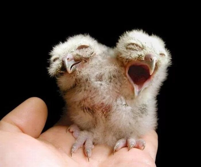 Самые необычные попугаи. Двуглавые животные. Двухголовая черепаха. Двуглавые животные. Двуглавые животные.