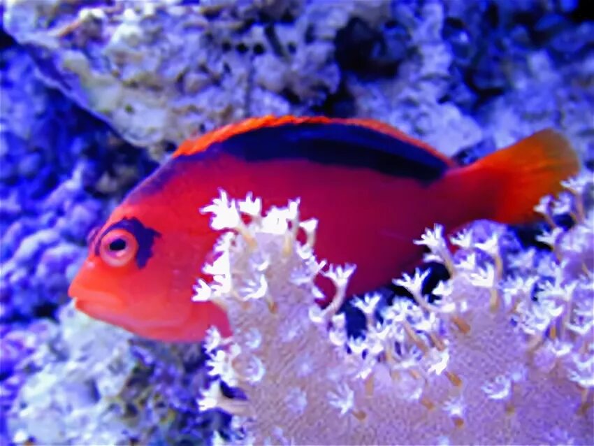 рыба сокол. рыба сокол. Pomacanthus annularis ангел желто лунный. рыбка синяя маленькая в крыму. семейство тресковых рыба треска.