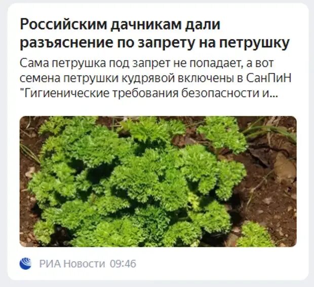 Петрушка курчавая. Петрушка курчавая. Почему запретили петрушку. Кучерявая петрушка запрещена. Почему запретили петрушку.